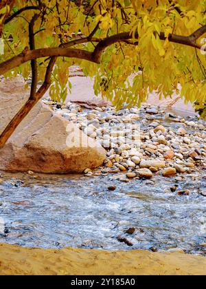 Fogliame autunnale d'oro, che sovrasta il fiume Virgin nel Parco Nazionale di Zion, nello Utah, Stati Uniti. Foto Stock