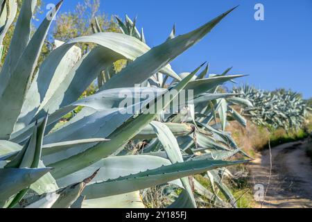 Primo piano di piante di agave nel paesaggio rurale di Carrion de los Cespedes, Siviglia, Spagna. Il cielo azzurro vibrante e l'ambiente naturale circostante creano un tranqui Foto Stock