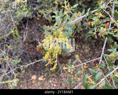 Quercia della California (Quercus berberidifolia) Plantae Foto Stock