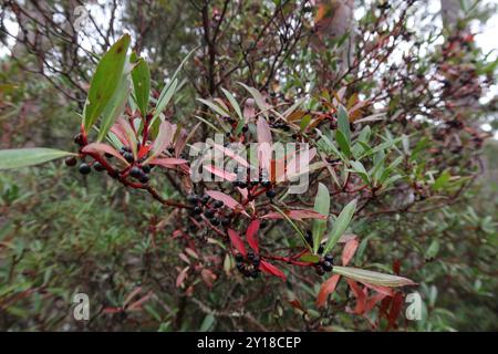 Peperoncino di montagna (Tasmannia lanceolata) Plantae Foto Stock