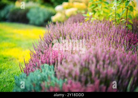 In un giardino lussureggiante, l'erica fiorente presenta vivaci sfumature viola e verde sotto la luce del sole durante la tarda primavera, esaltando la bellezza naturale della terra Foto Stock