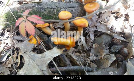 Funghi jack-o'-lantern (Omphalotus illudens) dell'America orientale Foto Stock