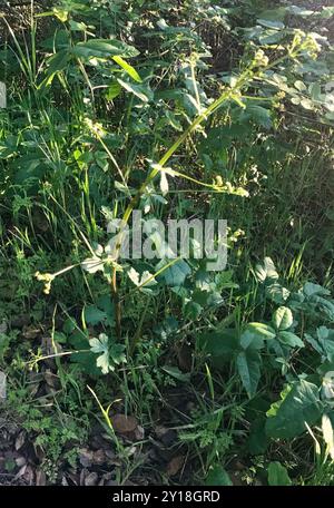 Pacific Sanicle (Sanicula crassicaulis) Plantae Foto Stock