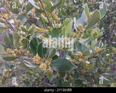 Spina dorsale mediterranea (Rhamnus alaternus) Plantae Foto Stock