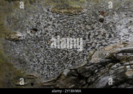 Asterisk Lichen (Arthonia radiata) funghi Foto Stock