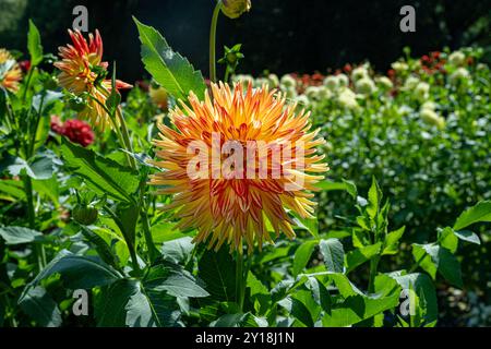 La dahlia (nome, Hapet Explosion) nel giardino dahlia di Baden Baden, vicino al vicolo lichtentaler. Baden Baden, Baden Wuerttemberg, Germania Foto Stock