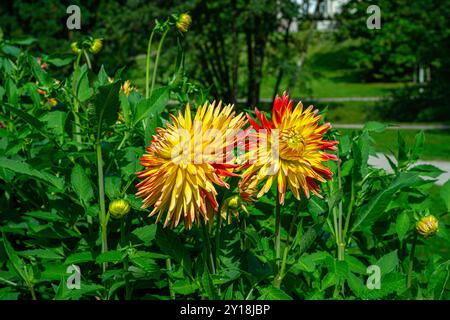La dahlia (nome, Hapet Explosion) nel giardino dahlia di Baden Baden, vicino al vicolo lichtentaler. Baden Baden, Baden Wuerttemberg, Germania Foto Stock