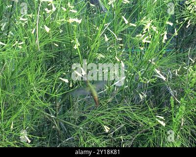 Aves, Hummingbird dorato (Hylocharis chrysura) Foto Stock