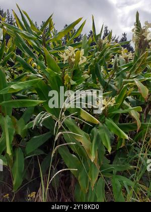 Zenzero giallo (Hedychium flavescens) Plantae Foto Stock