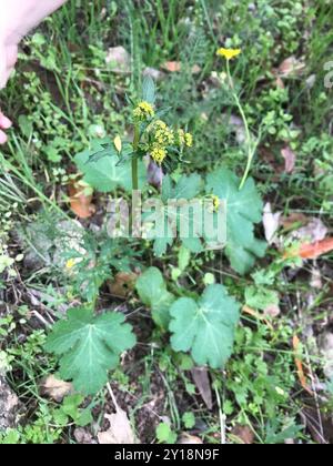 Pacific Sanicle (Sanicula crassicaulis) Plantae Foto Stock