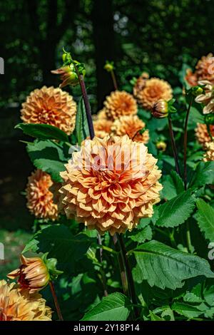 Il dahlia (nome, Hapet Triumph) nel giardino dahlia Baden Baden vicino al vicolo lichtentaler. Baden-Baden, Baden Württemberg, Germania Foto Stock