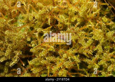 Piazza Moss Gooseneck (Rhytidiadelphus Square) Plantae Foto Stock