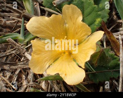 Iuta cubana (Sida rhombifolia) Plantae Foto Stock