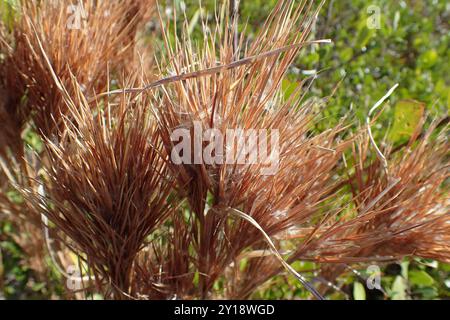 (Andropogon glomeratus) Plantae Foto Stock