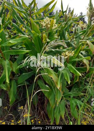 Zenzero giallo (Hedychium flavescens) Plantae Foto Stock