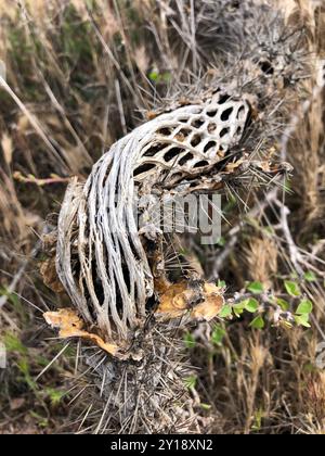 Cactus globulari, cactus al chiaro di luna, cactus delle torce e alleati (Cactoideae) Plantae Foto Stock