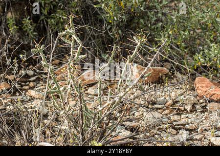 Christmas cholla (Cylindropuntia leptocaulis) Plantae Foto Stock