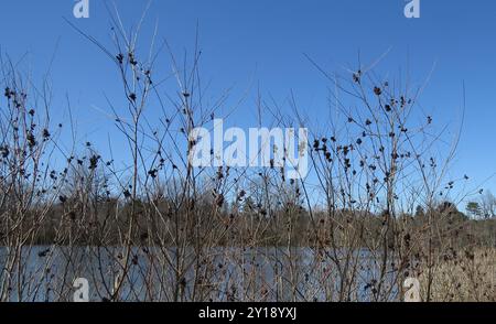 Salice per barra di sabbia interna (Salix interior) Plantae Foto Stock