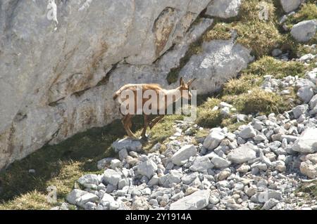 Chamois Cantabrico (Rupicapra pyrenaica parva) Mammalia Foto Stock