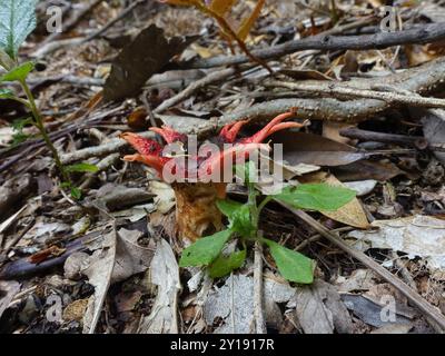 Funghi anemone stinkhorn (Aseroe rubra) Foto Stock