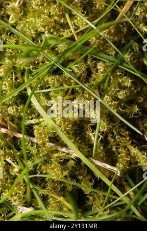 Piazza Moss Gooseneck (Rhytidiadelphus Square) Plantae Foto Stock