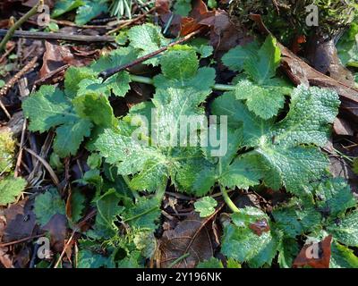 Pacific Sanicle (Sanicula crassicaulis) Plantae Foto Stock
