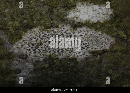 Asterisk Lichen (Arthonia radiata) funghi Foto Stock