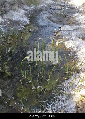 American Three-Square bulrush (Schoenoplectus americanus) Plantae Foto Stock