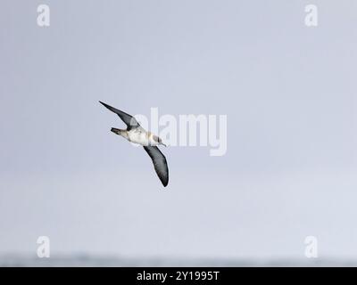 Great Shearwater, Puffinus gravis, Single Bird in Flight, al largo delle Scilly Isles, Regno Unito, agosto 2024 Foto Stock