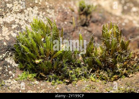 Piano del muschio stellare della salute (Campylopus introflexus) Foto Stock