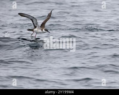 Great Shearwater, Puffinus gravis, Single Bird in Flight, al largo delle Scilly Isles, Regno Unito, agosto 2024 Foto Stock