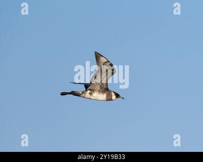 Pomarine skua o jaeger, Stercorarius pomarinus, Single Bird in Flight, al largo delle Scilly Isles, Regno Unito, agosto 2024 Foto Stock