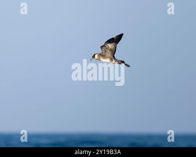 Pomarine skua o jaeger, Stercorarius pomarinus, Single Bird in Flight, al largo delle Scilly Isles, Regno Unito, agosto 2024 Foto Stock