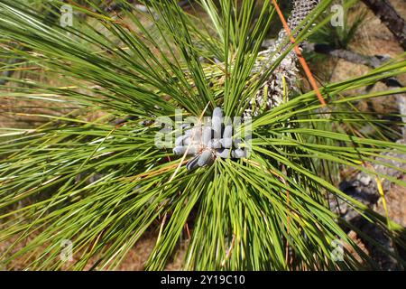 Pino longleaf (Pinus palustris) Plantae Foto Stock