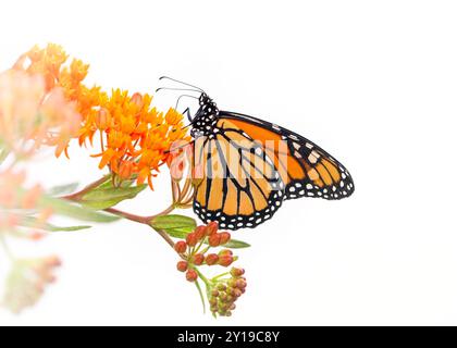 Farfalla monarca (danaus plexippus) che si nutre di un fiore di alghe del latte (asclepias) - vista laterale su sfondo bianco Foto Stock
