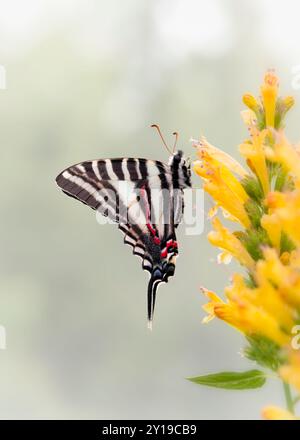 Macro di una farfalla zebra/aquilone (eurytides marcellus) appoggiata su un fiore di salvia giallo - vista laterale con ali chiuse Foto Stock