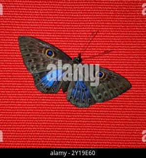 Eurybia Butterfly (Eurybia lycisca) Insecta con ali blu Foto Stock