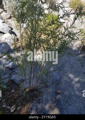 Narrowleaf Willow (Salix exigua) Plantae Foto Stock