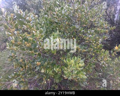 Spina dorsale mediterranea (Rhamnus alaternus) Plantae Foto Stock