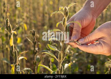 primo piano della mano dell'agricoltore che tiene il gambo di sesamo sullo sfondo del campo, la coltivazione e la raccolta del sesamo Foto Stock