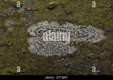 Asterisk Lichen (Arthonia radiata) funghi Foto Stock