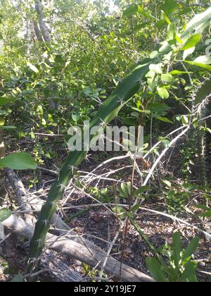 Cactus triangolare (Acanthocereus tetragonus) Plantae Foto Stock