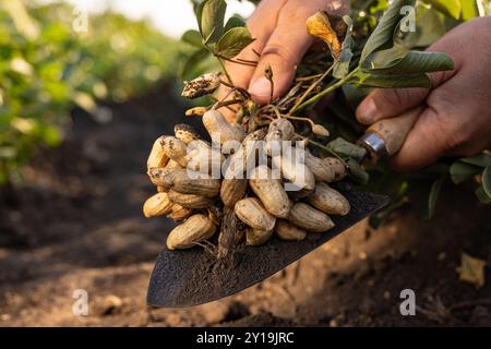 Un agricoltore che detiene arachidi appena raccolte con radici in un campo. Lo sfondo presenta piante di arachidi verdi sotto un cielo nuvoloso, che mostrano Agricoltura Foto Stock