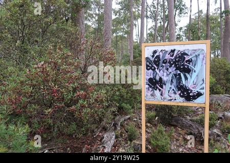 Peperoncino di montagna (Tasmannia lanceolata) Plantae Foto Stock