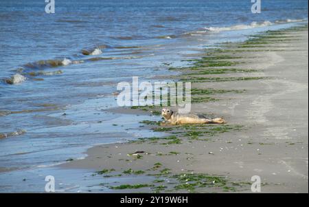 La foca di Young Harbor riposa sulla spiaggia vicino al surf, le alghe si sono riversate lungo il segno dell'acqua alta Foto Stock