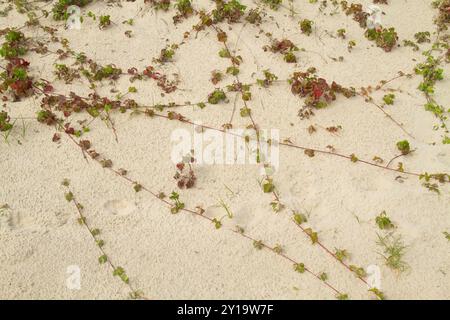 Gruppo di giovani piante di mirtillo, collegate da lunghi corridori che strisciano sulla sabbia delle dune Foto Stock