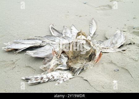 Carcassa di un gabbiano morto, probabilmente vittima dell'influenza aviaria, lavata sulla spiaggia Foto Stock