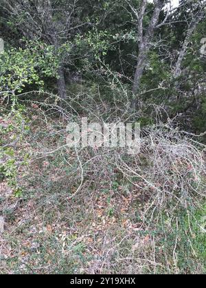 Christmas cholla (Cylindropuntia leptocaulis) Plantae Foto Stock