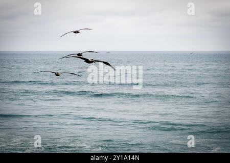 Pellicani sull'Oceano Pacifico al largo della costa di Point Loma a San Diego, California. Foto Stock