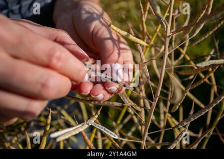 Mani di un contadino che tiene delicatamente i baccelli di colza maturi in un campo Foto Stock